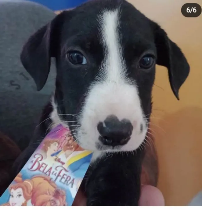 Cachorro ra a Pit-Bull idade 2 a 6 meses nome Shoyo