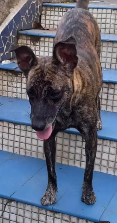 Cachorro ra a SRD idade 1 ano nome Flor