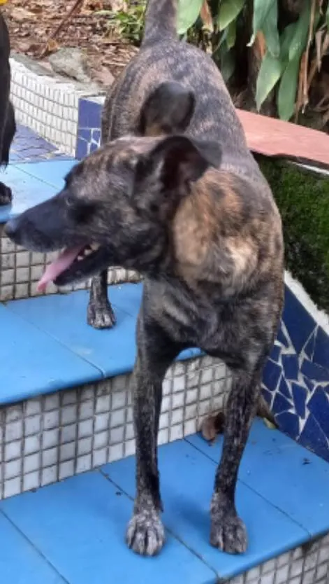 Cachorro ra a SRD idade 1 ano nome Flor