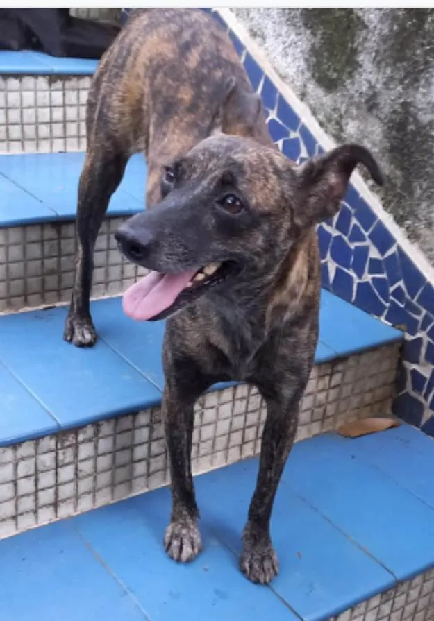 Cachorro ra a SRD idade 1 ano nome Flor