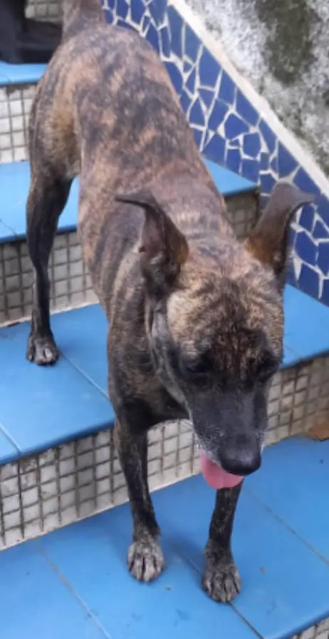Cachorro ra a SRD idade 1 ano nome Flor