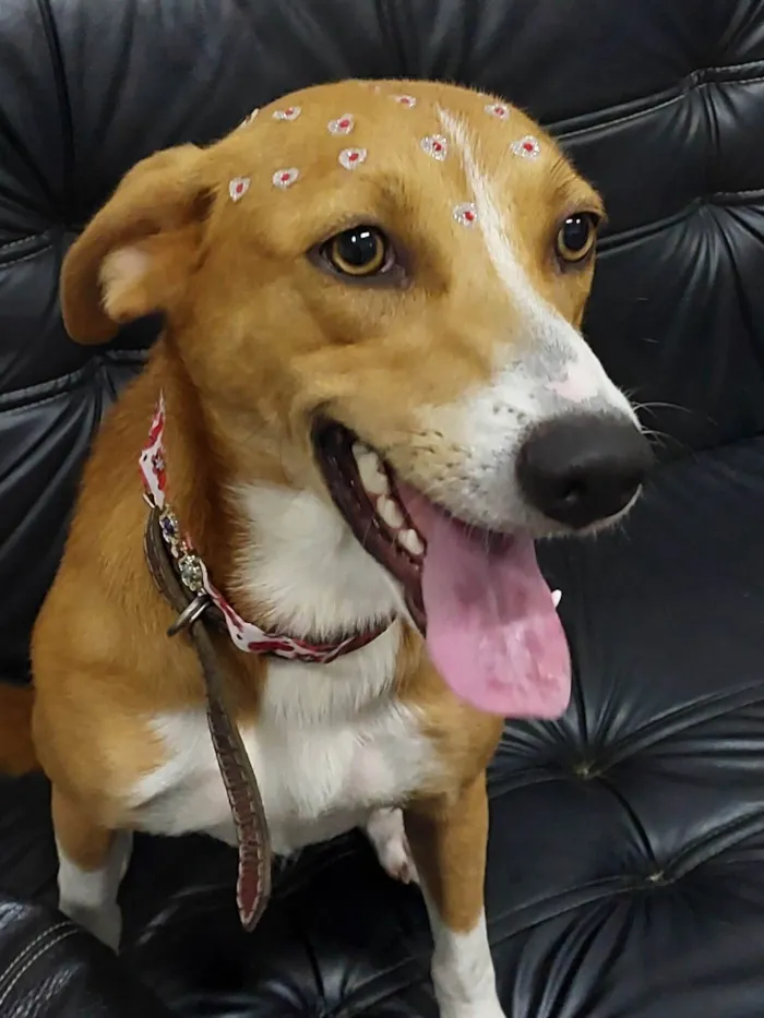 Cachorro ra a SRD-ViraLata idade 2 anos nome Vitória 