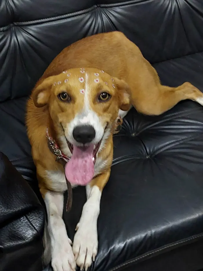 Cachorro ra a SRD-ViraLata idade 2 anos nome Vitória 