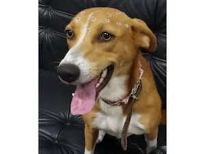 Cachorro raça SRD-ViraLata idade 2 anos nome Vitória 