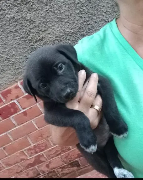 Cachorro ra a SRD idade Abaixo de 2 meses nome Theo