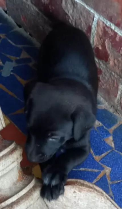 Cachorro ra a SRD idade Abaixo de 2 meses nome Theo