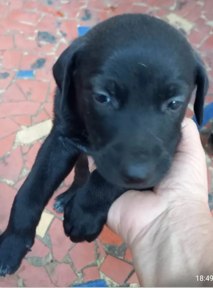 Cachorro ra a SRD idade Abaixo de 2 meses nome Theo