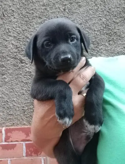 Cachorro ra a SRD idade Abaixo de 2 meses nome Theo