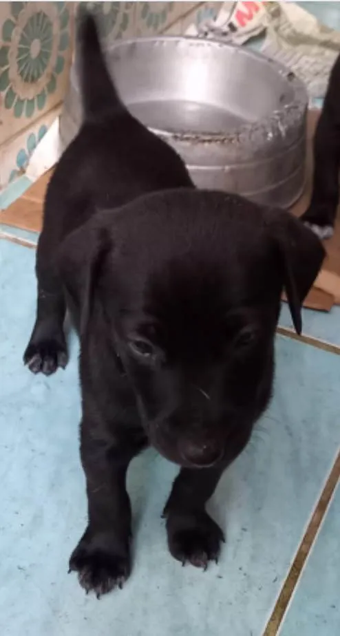 Cachorro ra a SRD idade Abaixo de 2 meses nome Theo