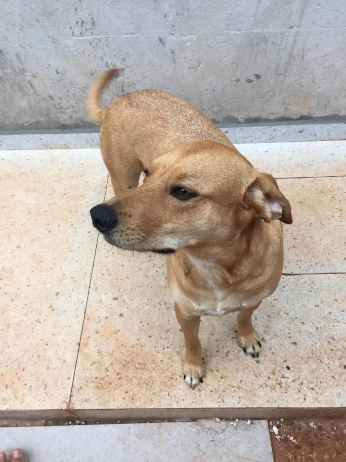 Cachorro ra a SRD-ViraLata idade 3 anos nome Charle