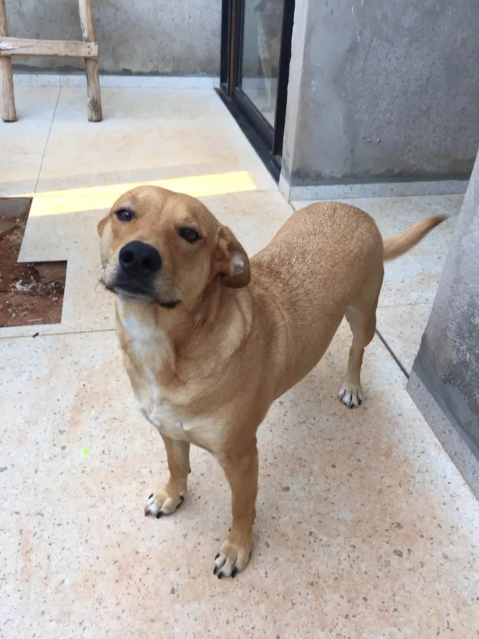 Cachorro ra a SRD-ViraLata idade 3 anos nome Charle