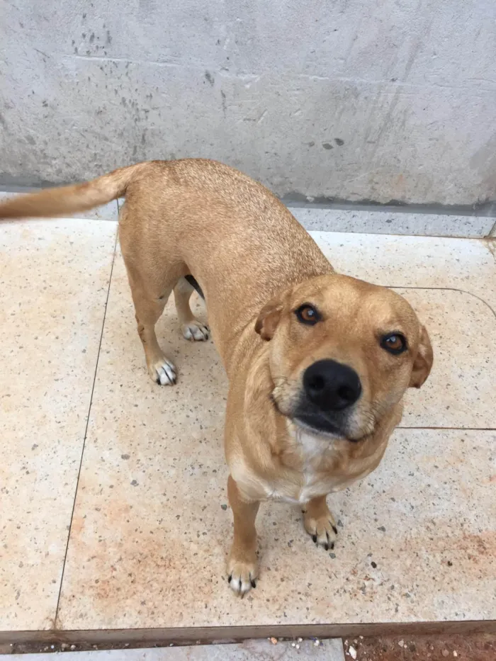 Cachorro ra a SRD-ViraLata idade 3 anos nome Charle