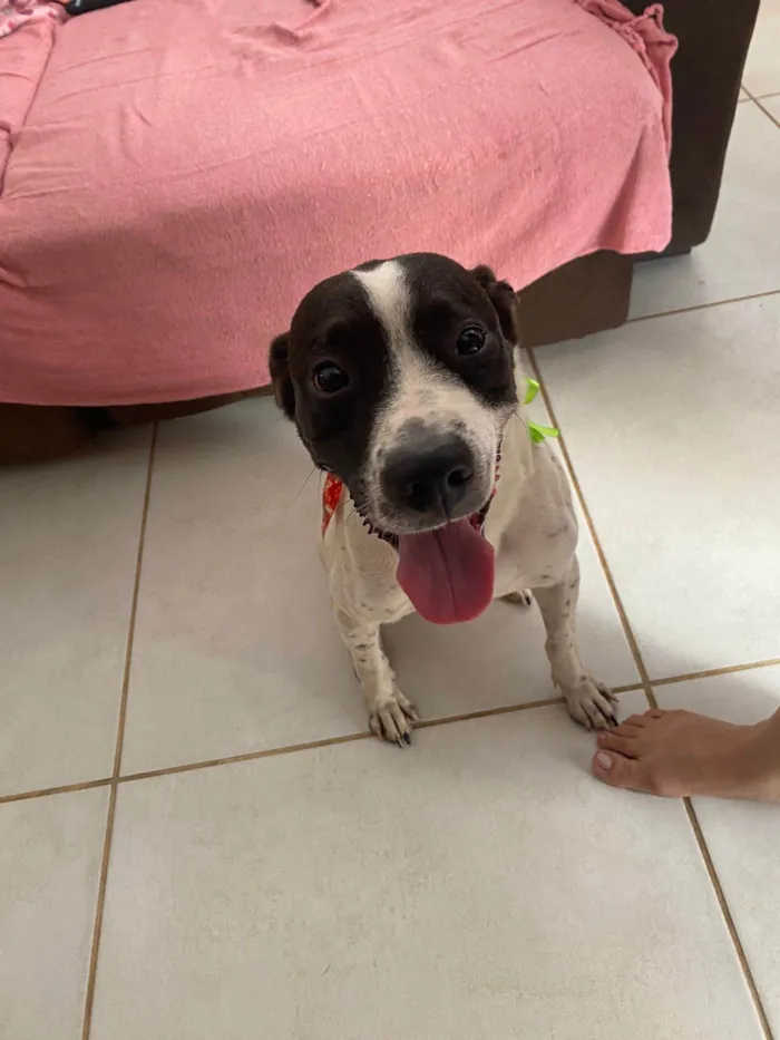 Cachorro raça SRD-ViraLata idade 1 ano nome Zeca 