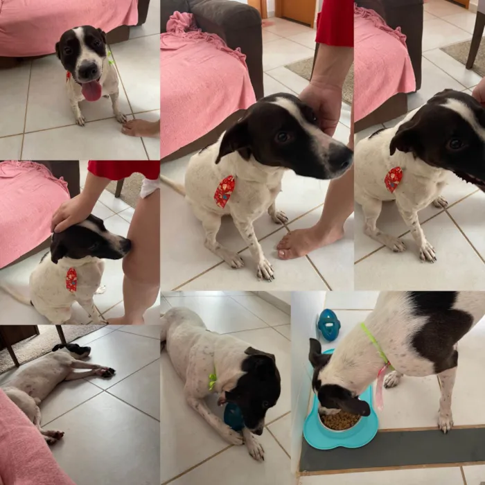 Cachorro raça SRD-ViraLata idade 1 ano nome Zeca 