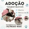 Zeca 