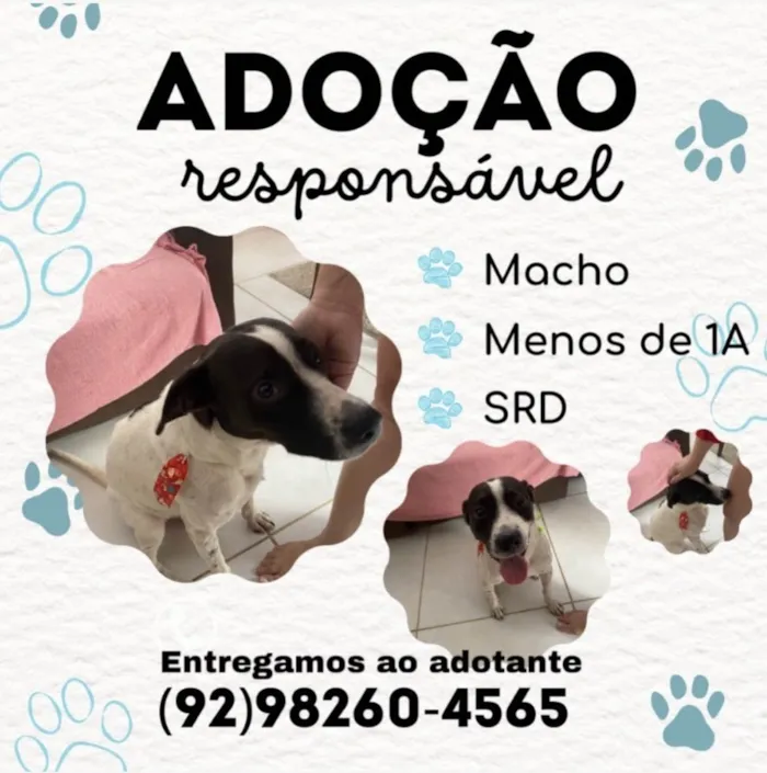 Cachorro raça SRD-ViraLata idade 1 ano nome Zeca 