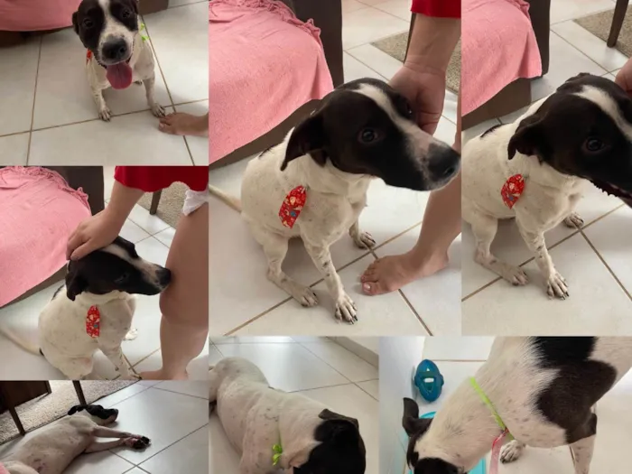 Cachorro raça SRD-ViraLata idade 1 ano nome Zeca 