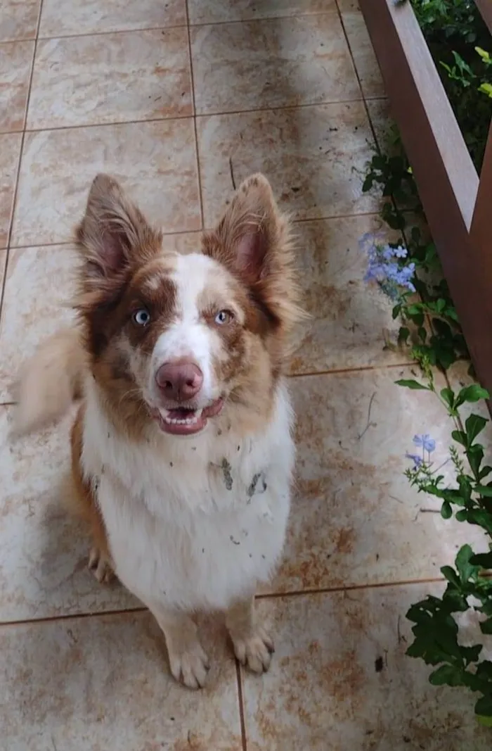 Cachorro ra a Border Collie  idade 7 a 11 meses nome Blue