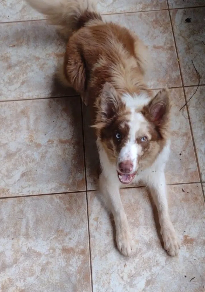 Cachorro ra a Border Collie  idade 7 a 11 meses nome Blue