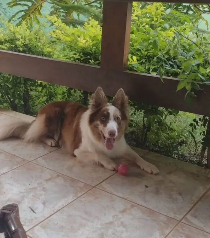 Cachorro ra a Border Collie  idade 7 a 11 meses nome Blue
