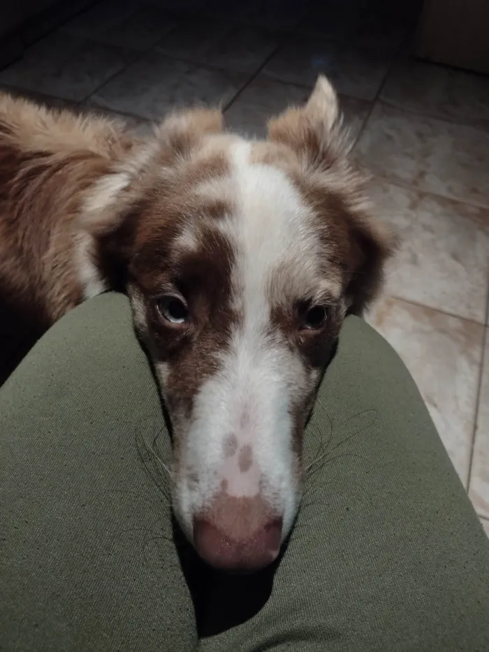 Cachorro ra a Border Collie  idade 7 a 11 meses nome Blue
