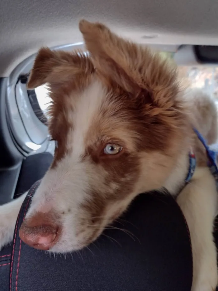 Cachorro ra a Border Collie  idade 7 a 11 meses nome Blue
