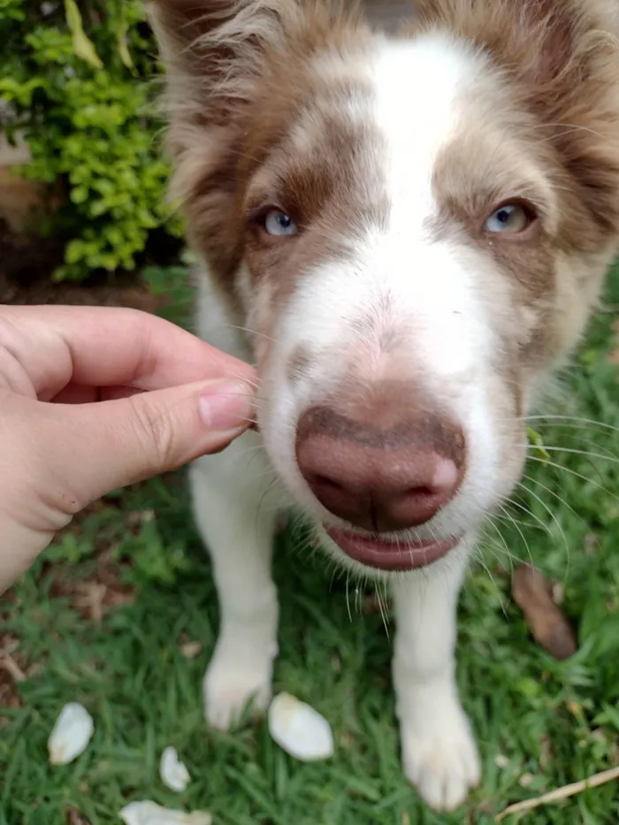 Cachorro ra a Border Collie  idade 7 a 11 meses nome Blue