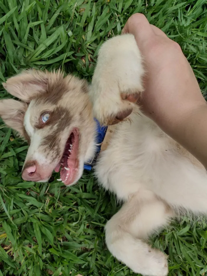 Cachorro ra a Border Collie  idade 7 a 11 meses nome Blue