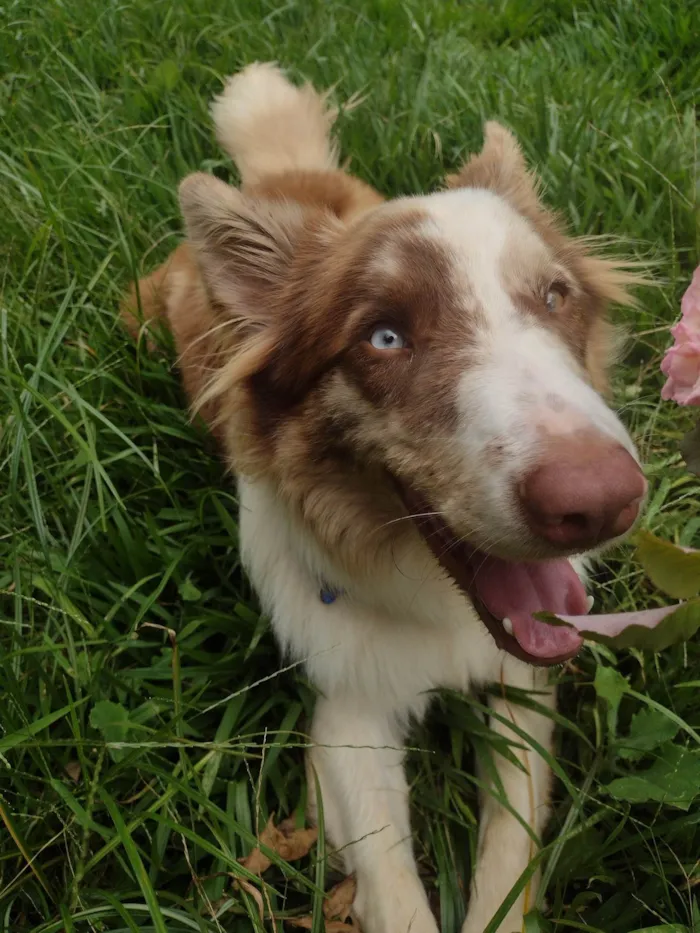 Cachorro ra a Border Collie  idade 7 a 11 meses nome Blue
