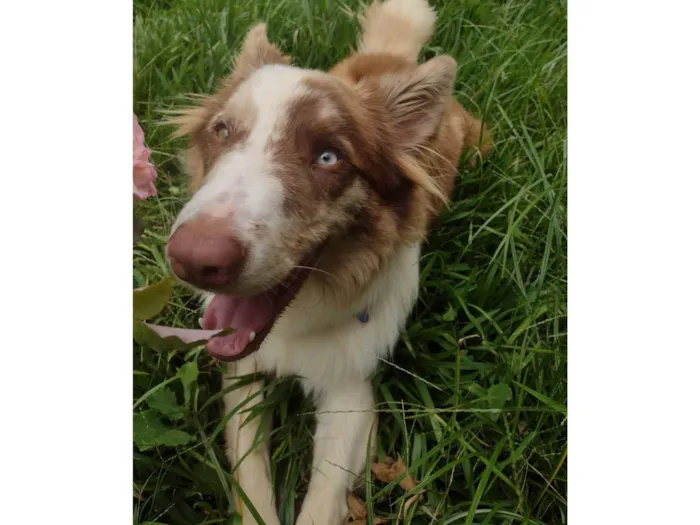 Cachorro ra a Border Collie  idade 7 a 11 meses nome Blue