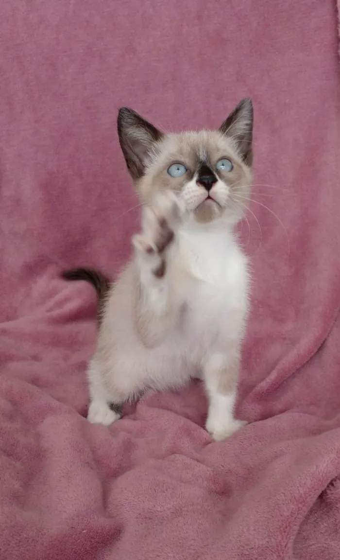 Gato raça Srd idade Abaixo de 2 meses nome Hugo