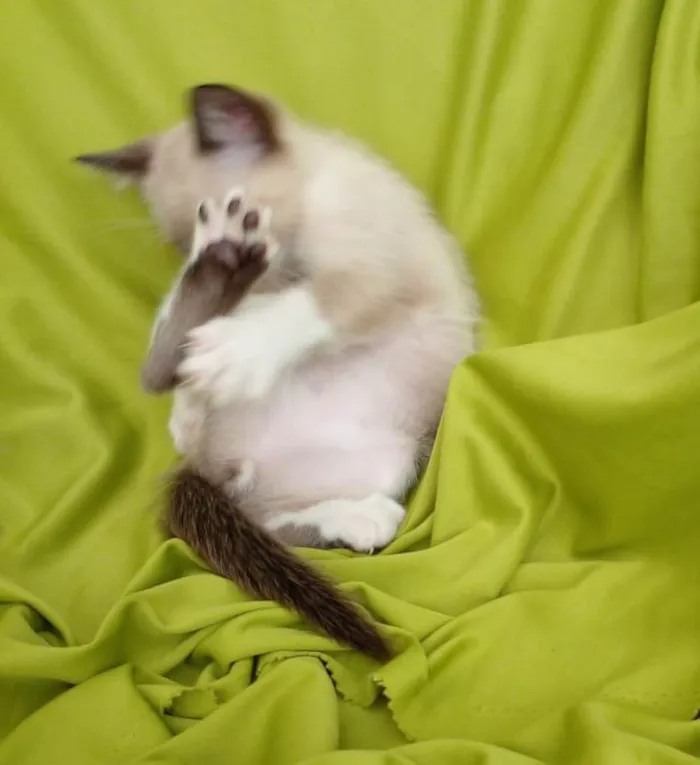 Gato raça Srd idade Abaixo de 2 meses nome Hugo