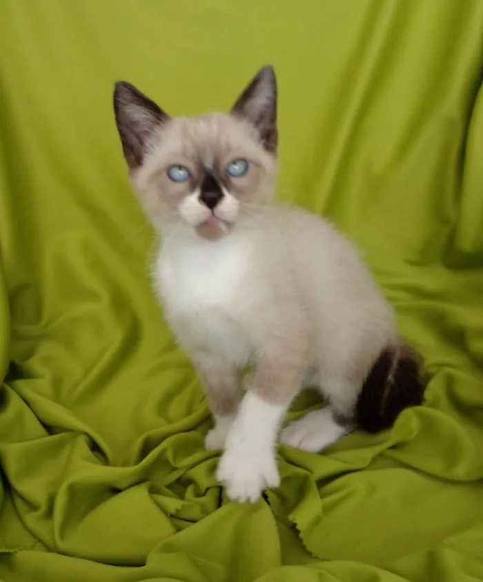 Gato raça Srd idade Abaixo de 2 meses nome Hugo