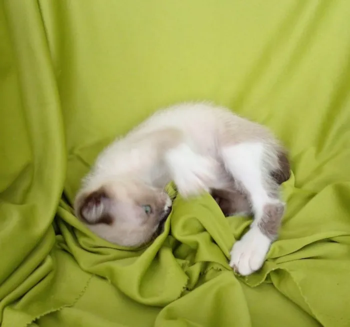 Gato raça Srd idade Abaixo de 2 meses nome Hugo