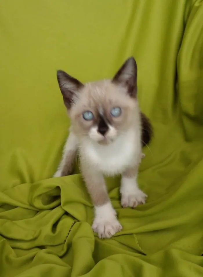 Gato raça Srd idade Abaixo de 2 meses nome Hugo