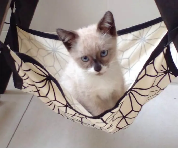 Gato raça Srd idade Abaixo de 2 meses nome Hugo