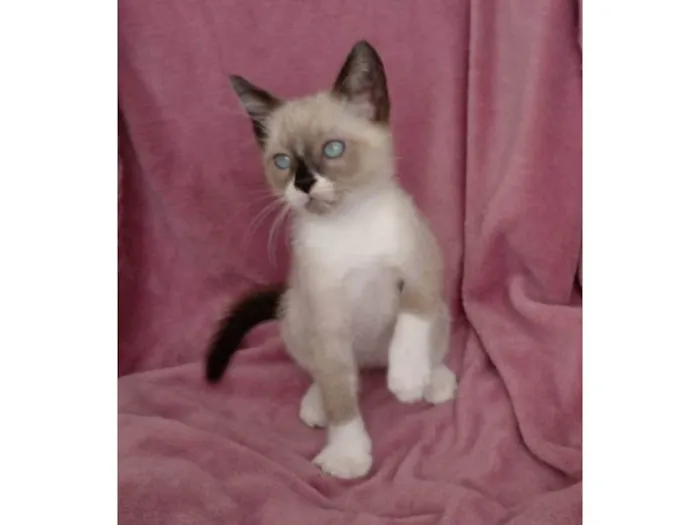 Gato raça Srd idade Abaixo de 2 meses nome Hugo