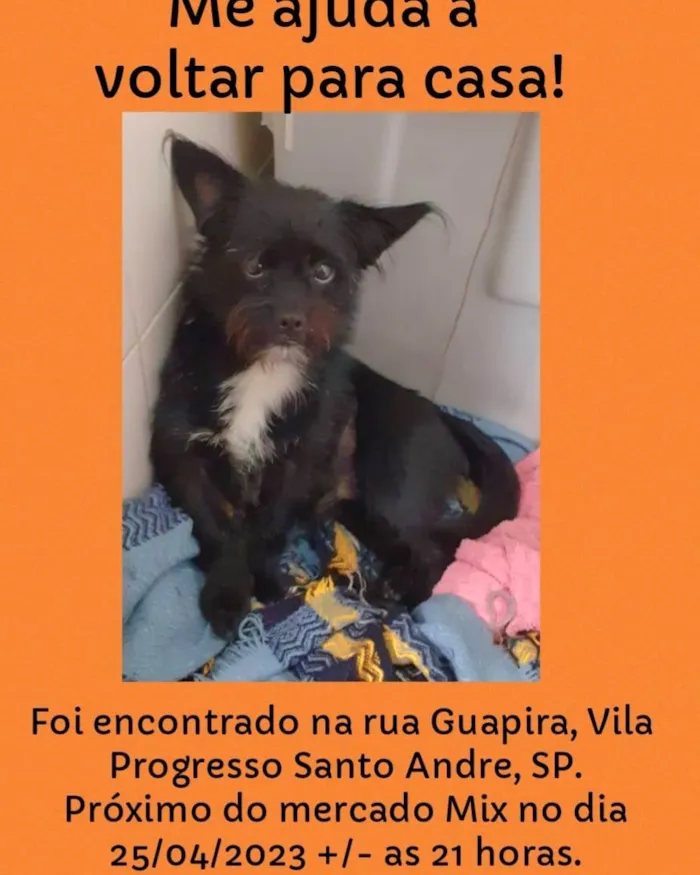 Cachorro raça SRD-ViraLata idade 1 ano nome Hugo