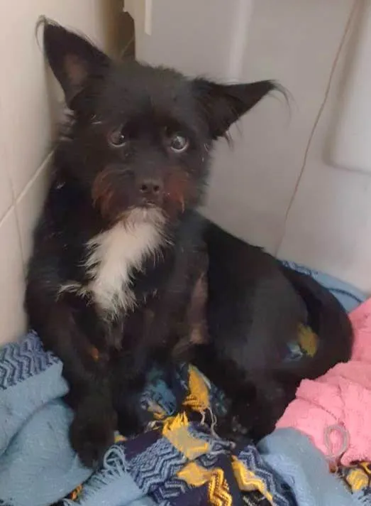 Cachorro raça SRD-ViraLata idade 1 ano nome Hugo