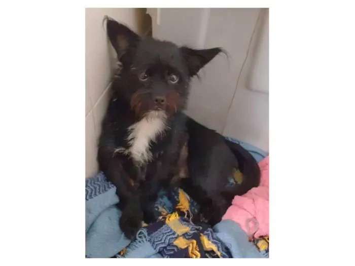 Cachorro raça SRD-ViraLata idade 1 ano nome Hugo