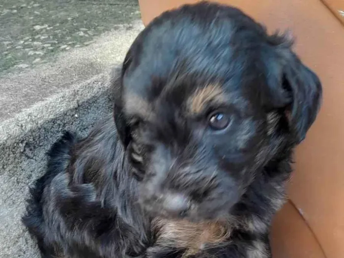 Cachorro ra a Sem raça  idade 2 a 6 meses nome Não tem nome são filhotes 