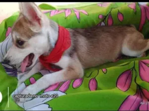 Cachorro raça Husky Siberiano idade 2 a 6 meses nome Cloe