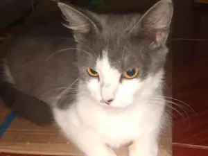 Gato raça SRD-ViraLata idade 1 ano nome MEL