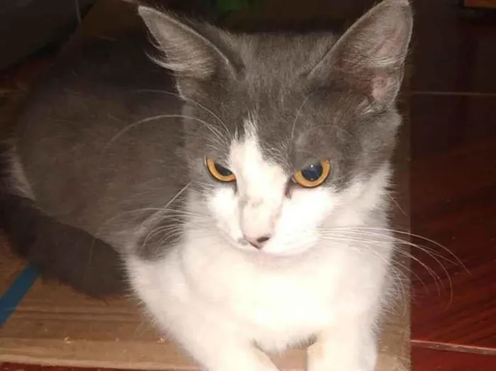 Gato ra a SRD-ViraLata idade 1 ano nome MEL