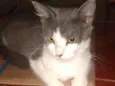 MEL