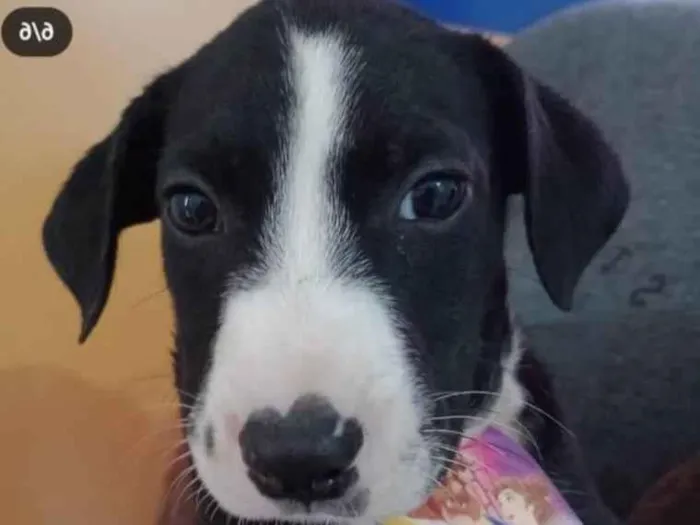 Cachorro ra a Pit-Bull idade 2 a 6 meses nome Shoyo