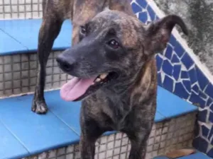 Cachorro raça SRD idade 1 ano nome Flor