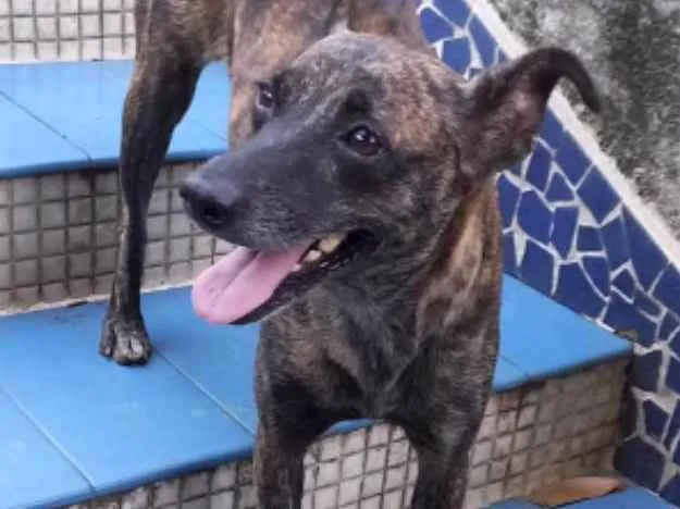Cachorro ra a SRD idade 1 ano nome Flor