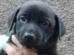 Cachorro ra a SRD idade Abaixo de 2 meses nome Theo