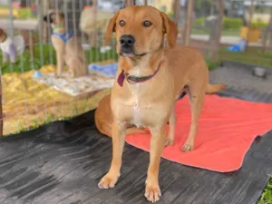 Cachorro raça SRD-ViraLata idade 3 anos nome Charle